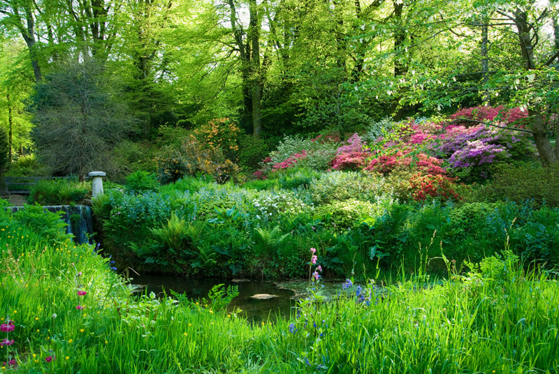Woodland garden