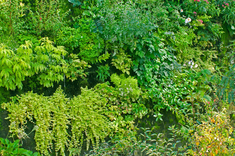 Vertical garden