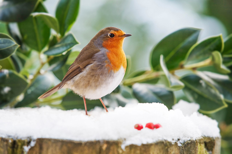 Wildlife tuin
