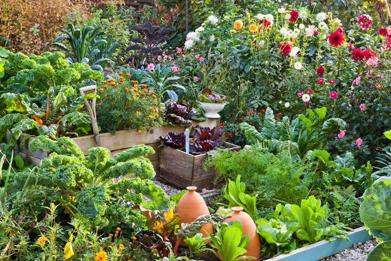 Edible garden