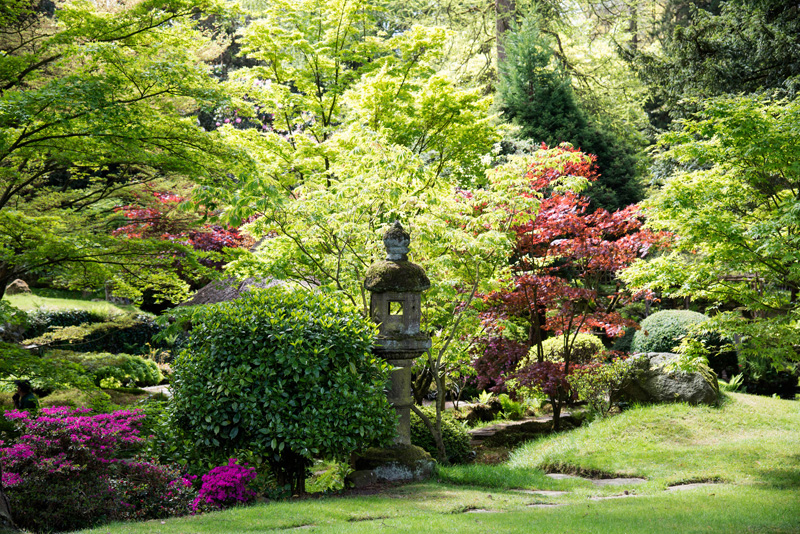 Japanese garden